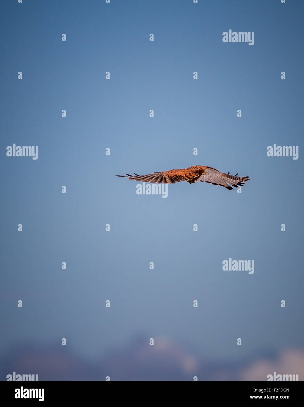 Augenhöhe und über den Wolken mit einem schwebenden Turmfalken (Falco tinnunculus) Stockfoto