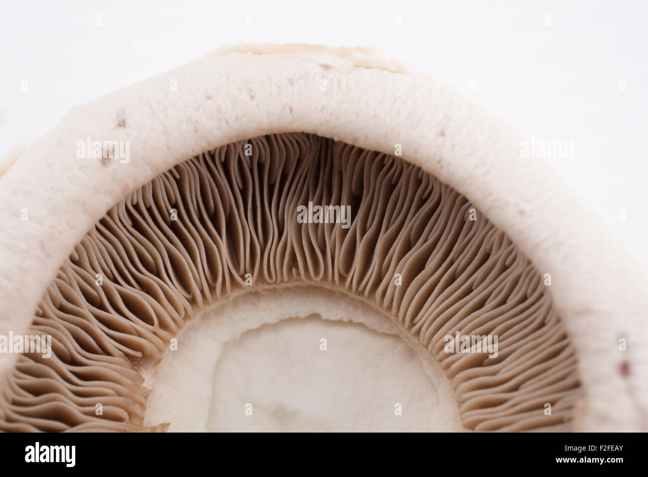 Pilz Stockfoto