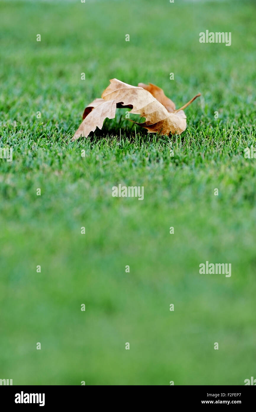 Einem gefallenen lassen auf eine grüne künstliche Fußball-Rasen Stockfoto