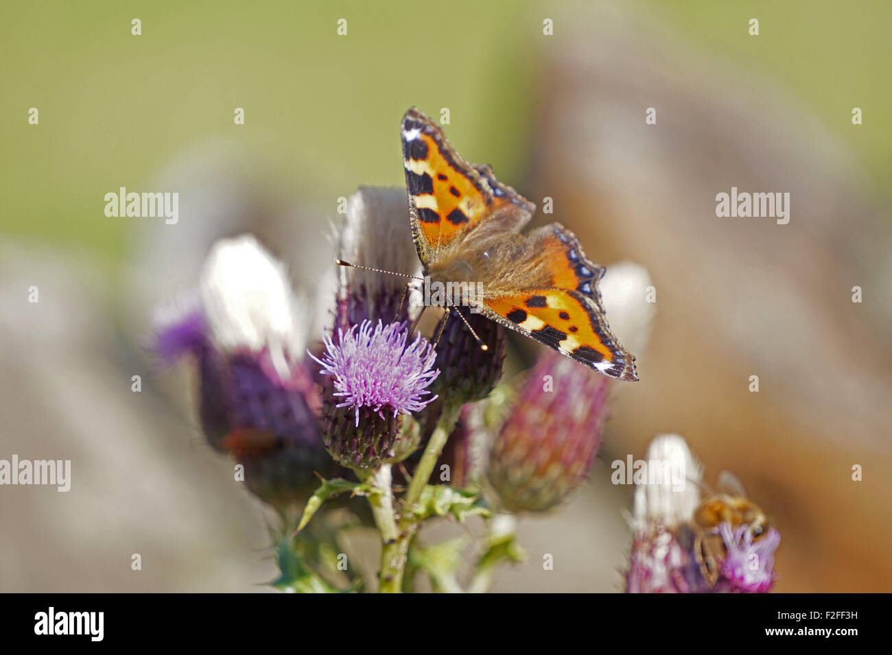 Kleiner Fuchs Schmetterling (Aglais Urticae) Fütterung auf eine Distel Blume, Peak District, England Stockfoto