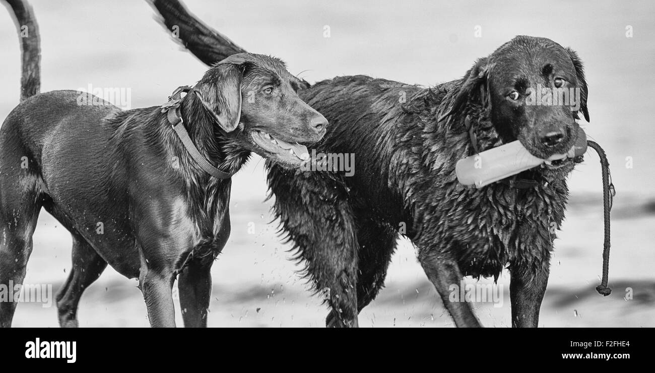 Zwei schwarze Hunde an den Strand, die Bucht von San Francisco, San Francisco, Kalifornien, USA Stockfoto