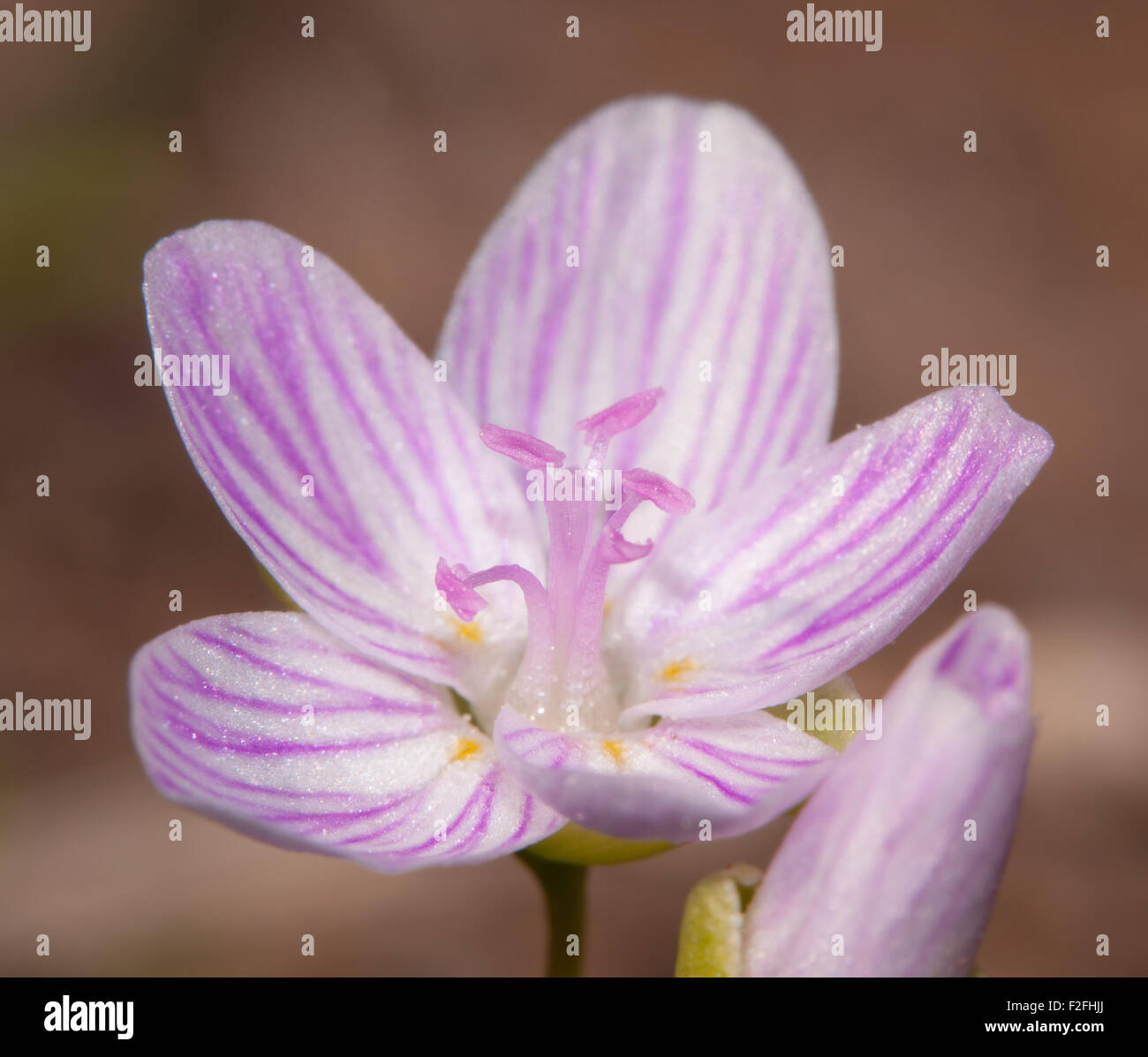 Winzige Blüte der Narrow-leaved Frühling Schönheit, Claytonia Virginica, im zeitigen Frühjahr Stockfoto