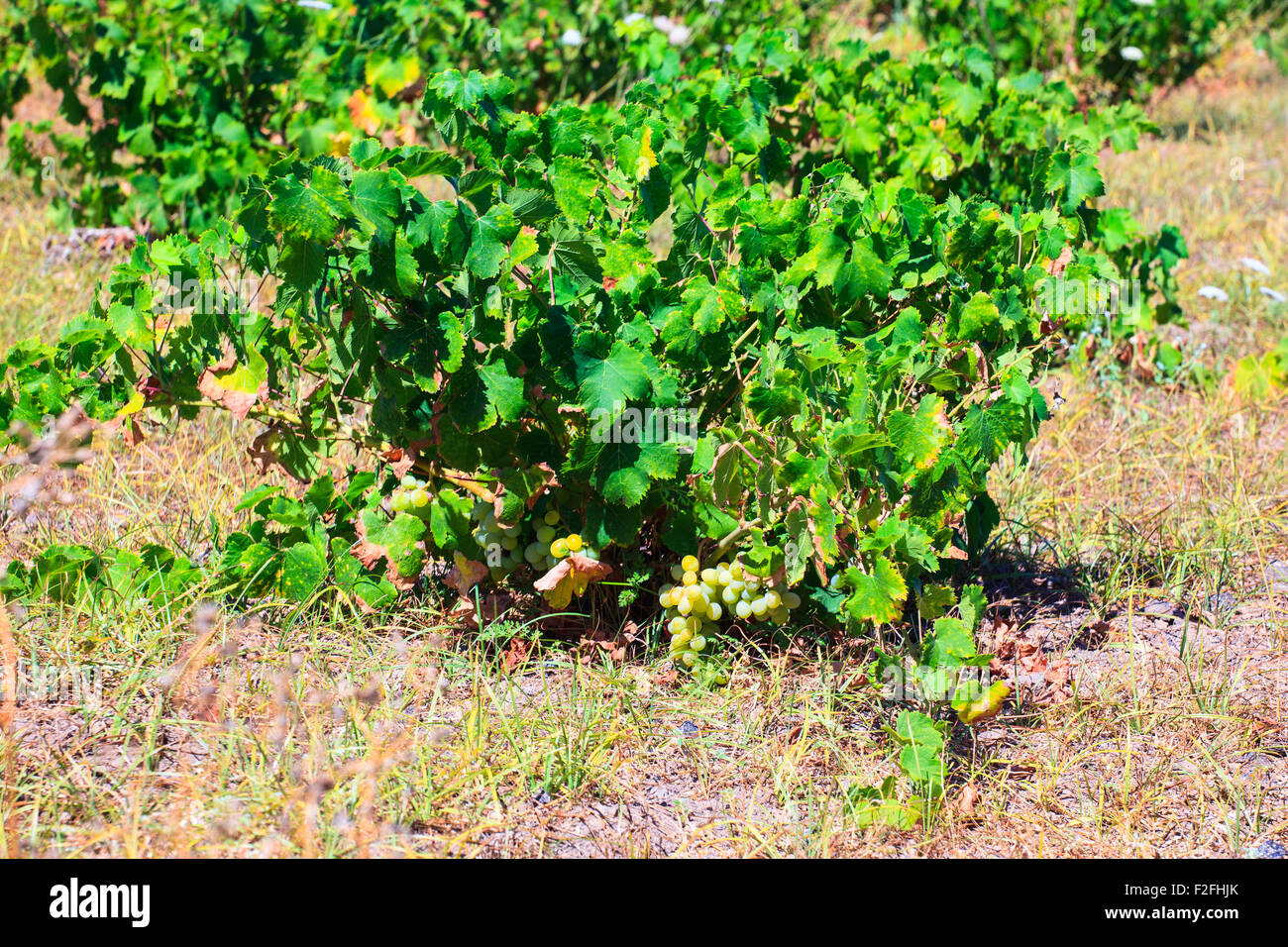 Blick auf Zibibbo Pflanzen (Muscat von Alexandria), weißen Wein Traube in Pantelleria Stockfoto