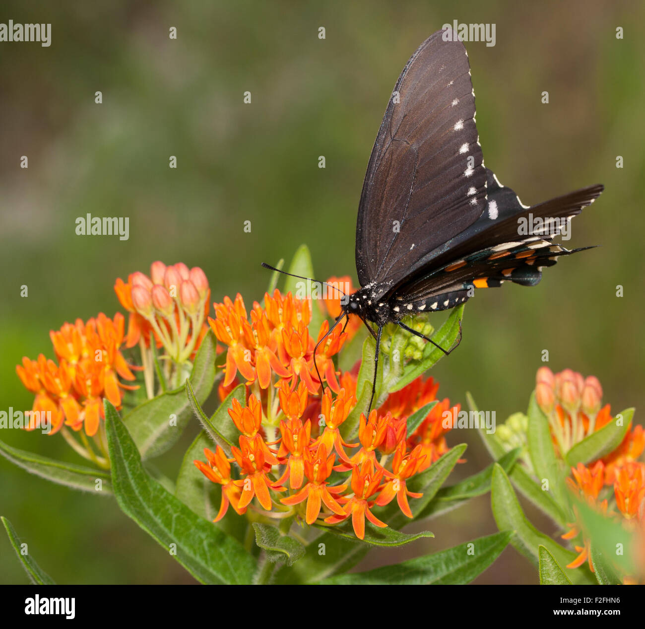 Grün-Schwalbenschwanz Schmetterling Fütterung auf eine helle orange Butterflyweed Stockfoto