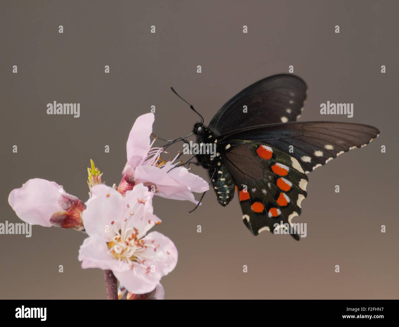 Fütterung auf grüner Schwalbenschwanz-Schmetterling und Bestäubung eine Pfirsichblüte im zeitigen Frühjahr Stockfoto