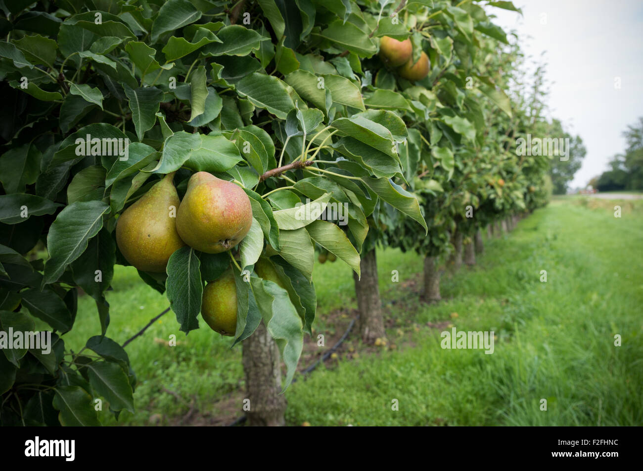 reife Birnen reif für die Ernte in einem Birnengarten in den Niederlanden Stockfoto