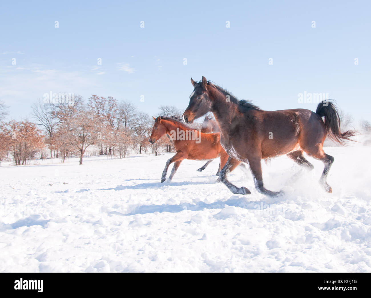 Pferde laufen bergab in einer verschneiten Weide bei strahlendem Sonnenschein Stockfoto