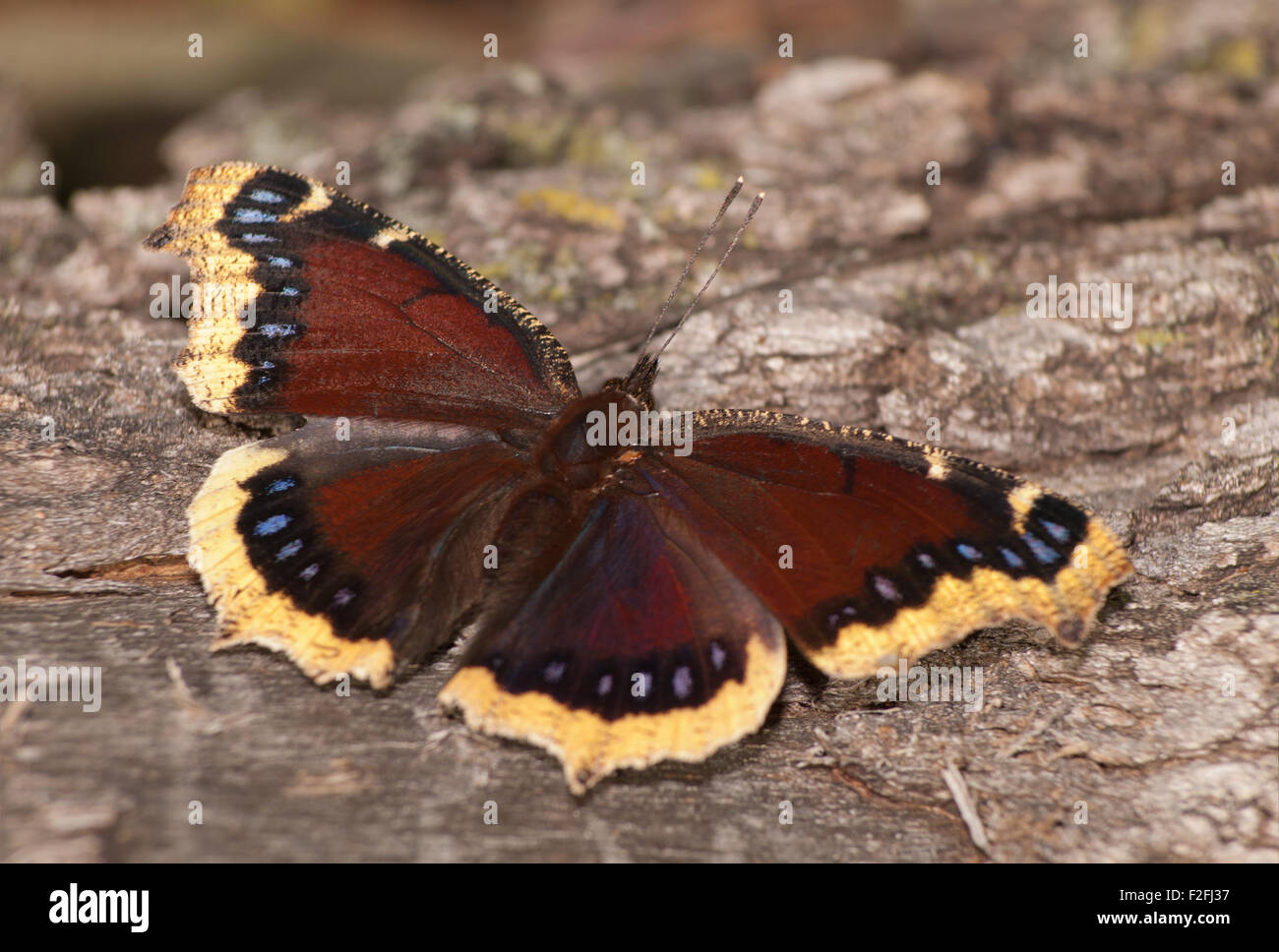Trauermantel Schmetterling Fütterung auf Eiche sap Stockfoto