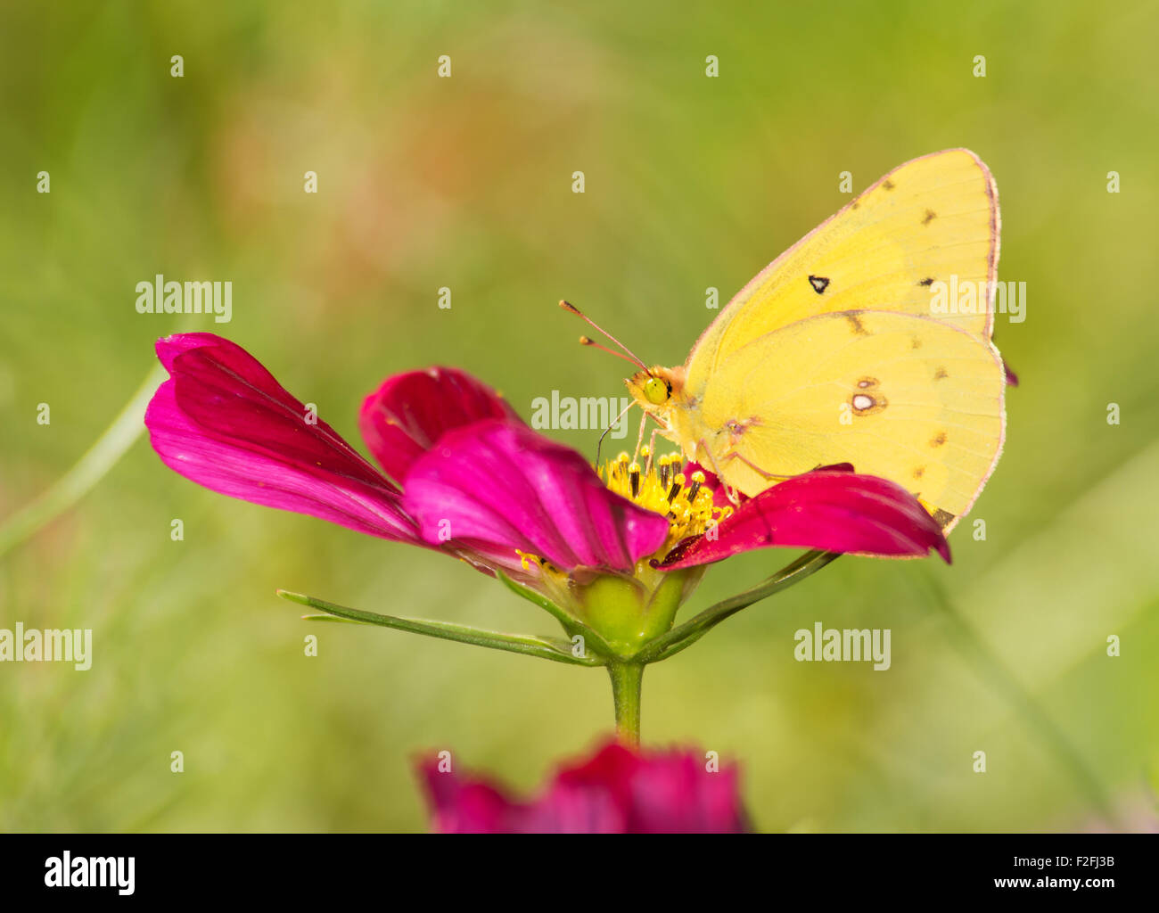 Colias Eurytheme, Orange Schwefel Schmetterling, Fütterung auf eine tiefrote Cosmos Blume Stockfoto