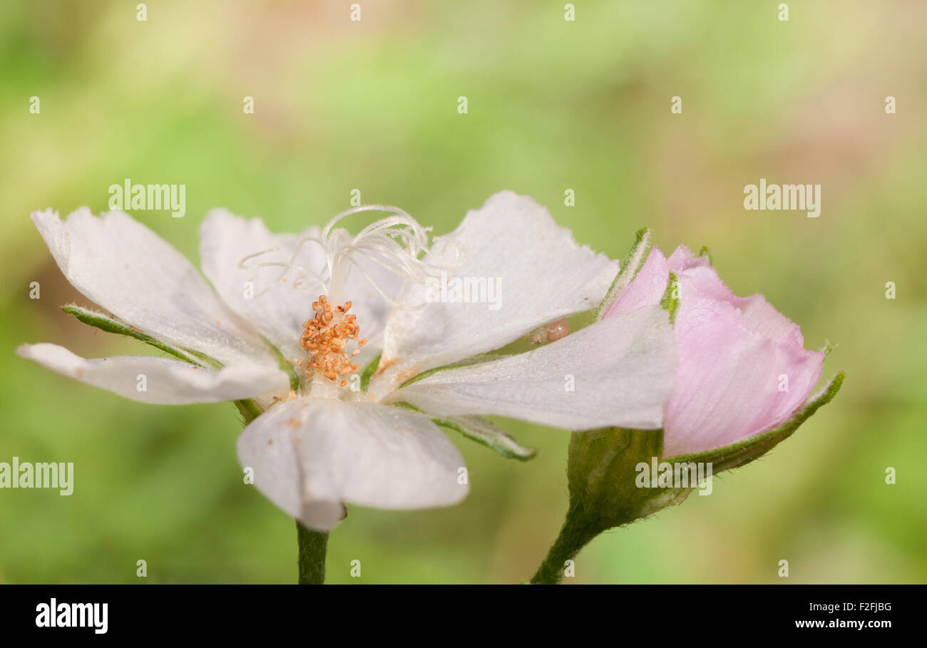 Blasse Poppy Malve Blüte weit offen vor leichten grünen Sommer Hintergrund Stockfoto