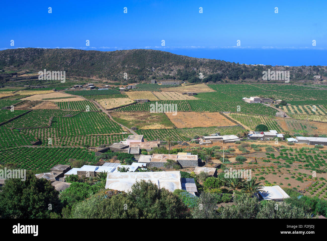 Blick auf Zibibbo Plantage in Pantelleria, Sizilien Stockfoto