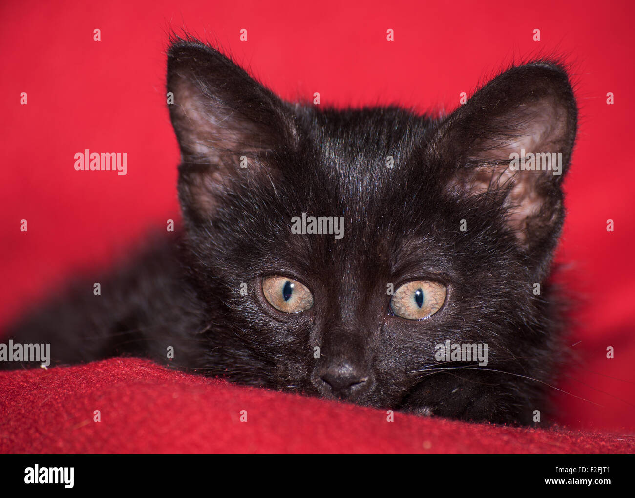 Entzückende schwarze Kätzchen spähen, auf roter Decke Stockfoto
