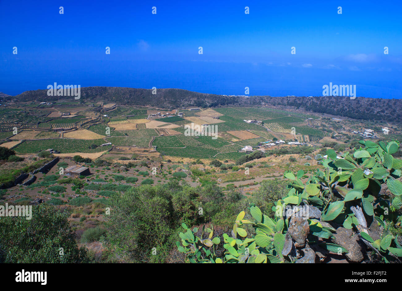 Blick auf Zibibbo Plantage in Pantelleria, Sizilien Stockfoto