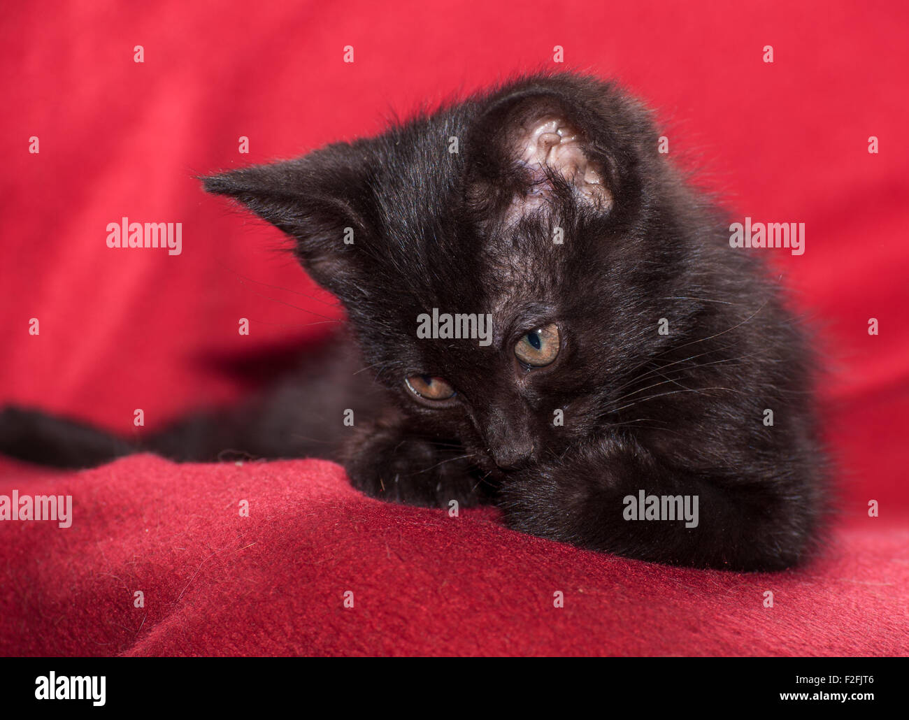 Süße schwarze Kätzchen auf roter Decke Stockfoto