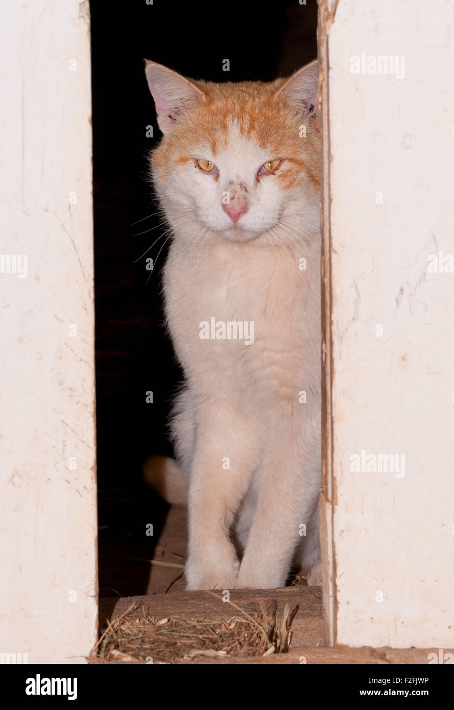 Weißer Ingwer Kater Scheunentore durchsehen Stockfoto