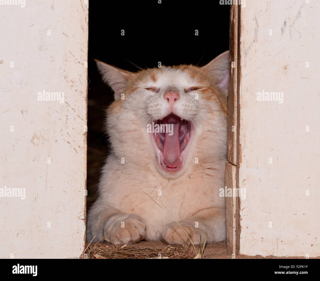 Ingwer und weißer Kater zwischen Scheunentore Gähnen Stockfoto