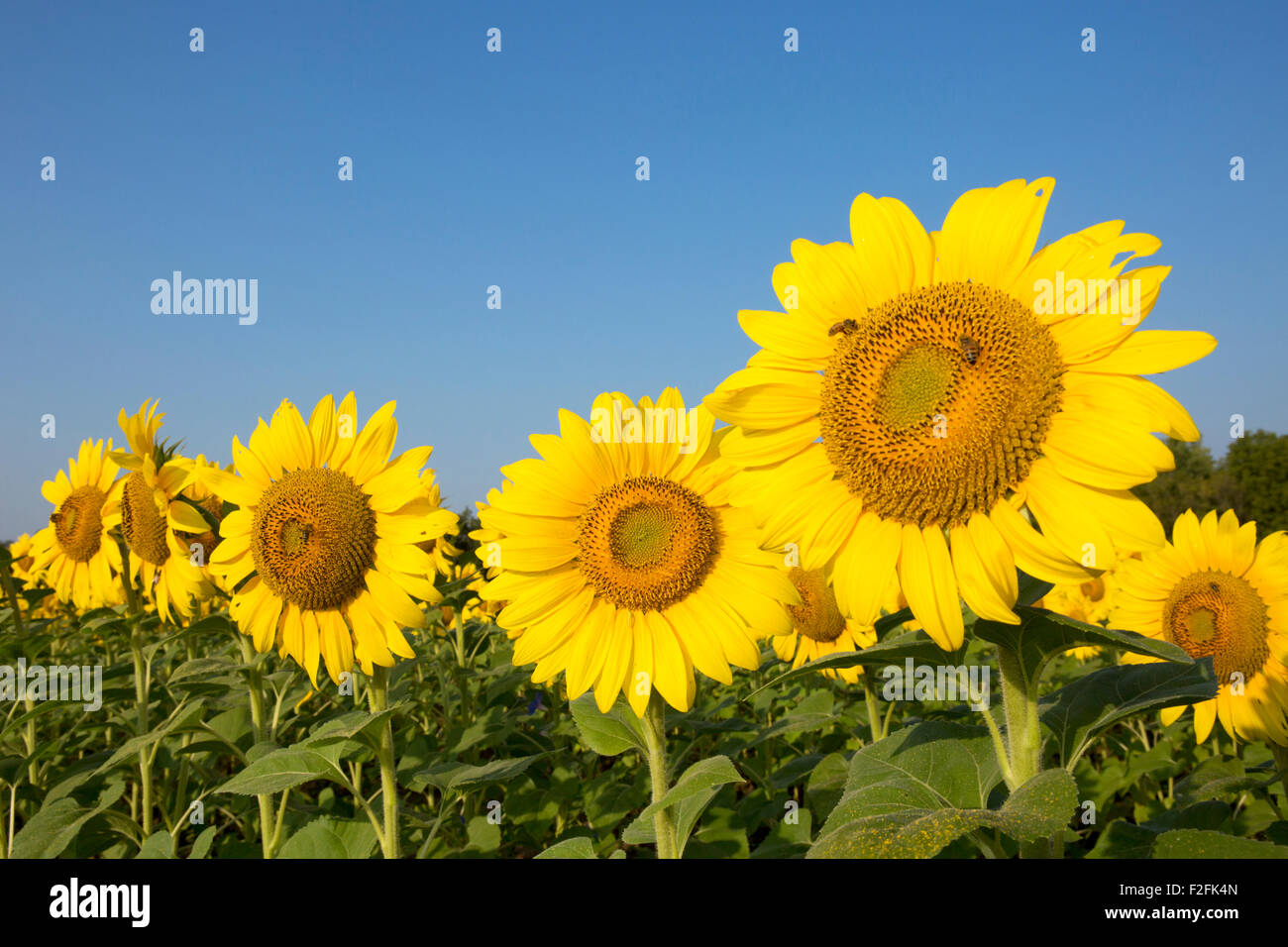 Sonnenblumen (Helianthus SP.) in einem Feld Stockfoto