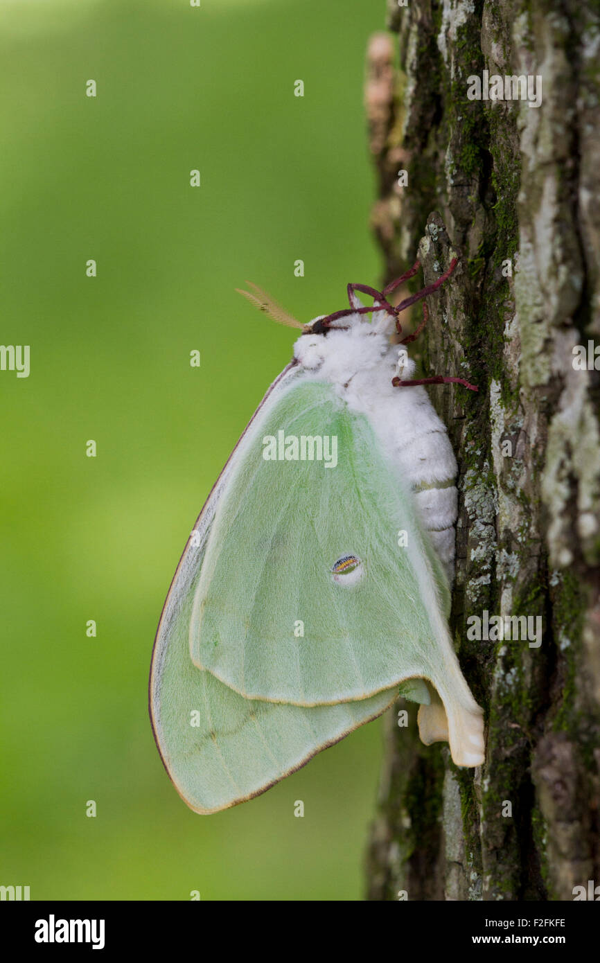 Frisch geschlüpfte Luna Moth (Actias Luna) am Baumstamm. Stockfoto