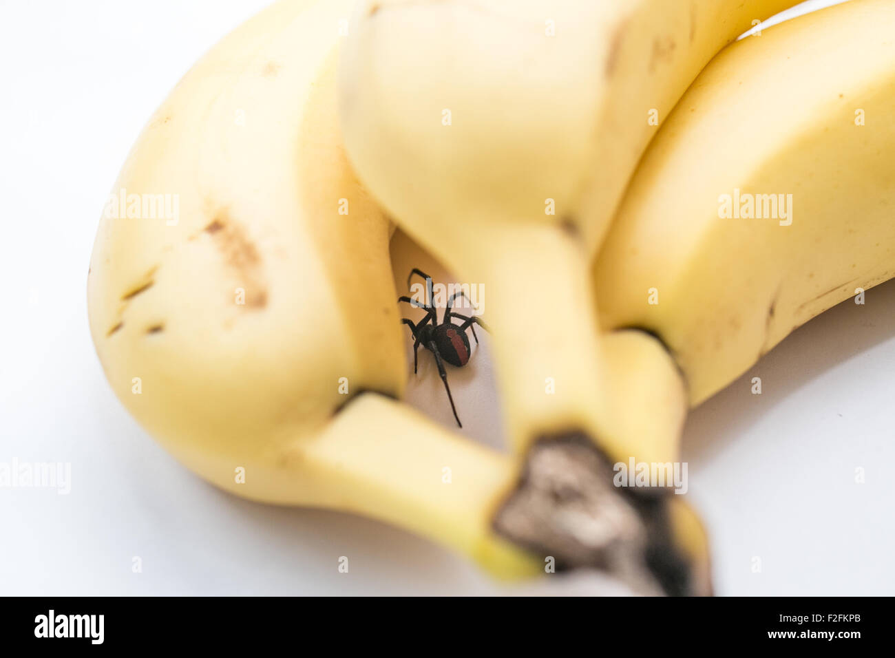 Redback Spinne neben ein paar Bananen, Australien Stockfoto