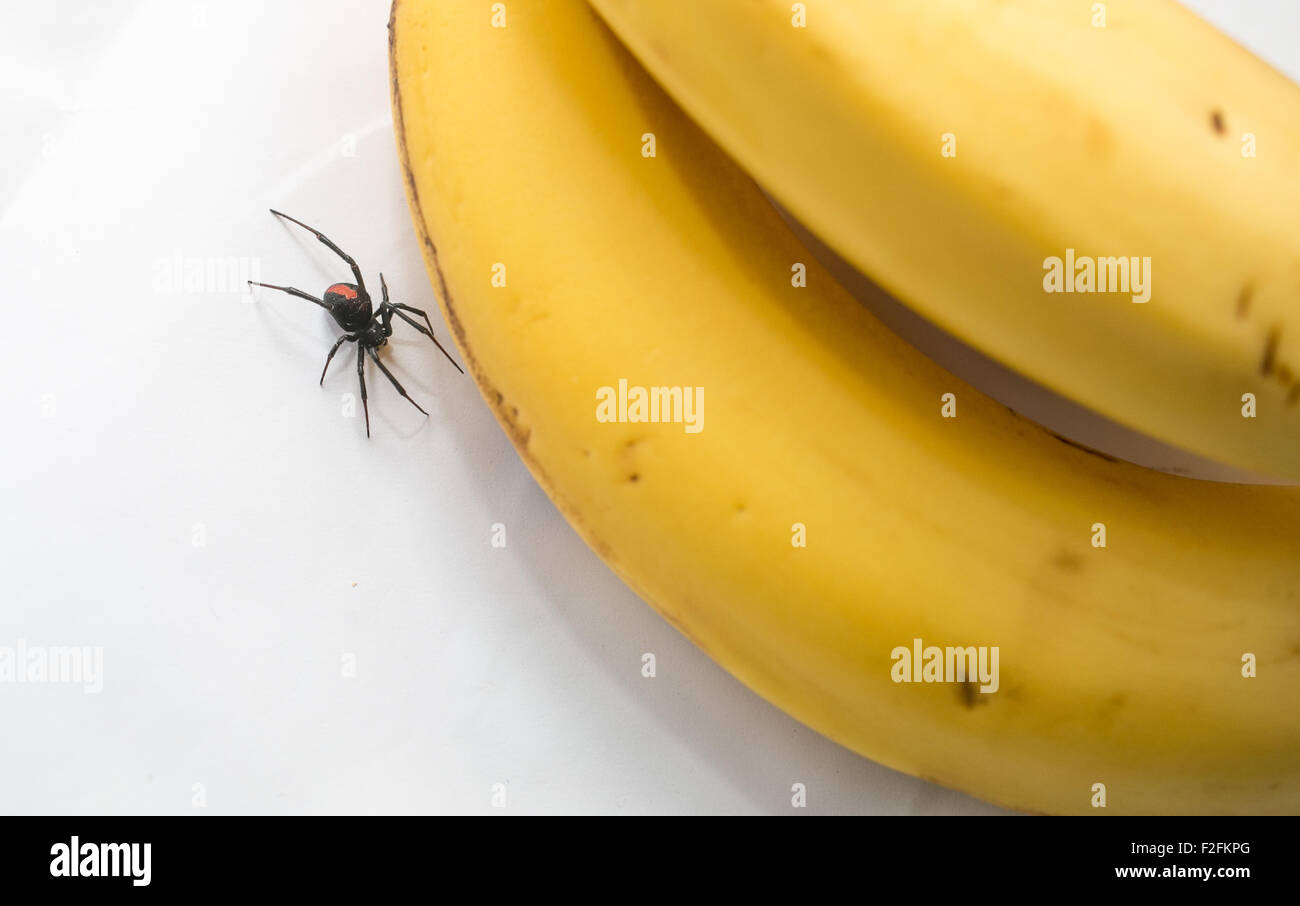 Redback Spinne neben ein paar Bananen, Australien Stockfoto
