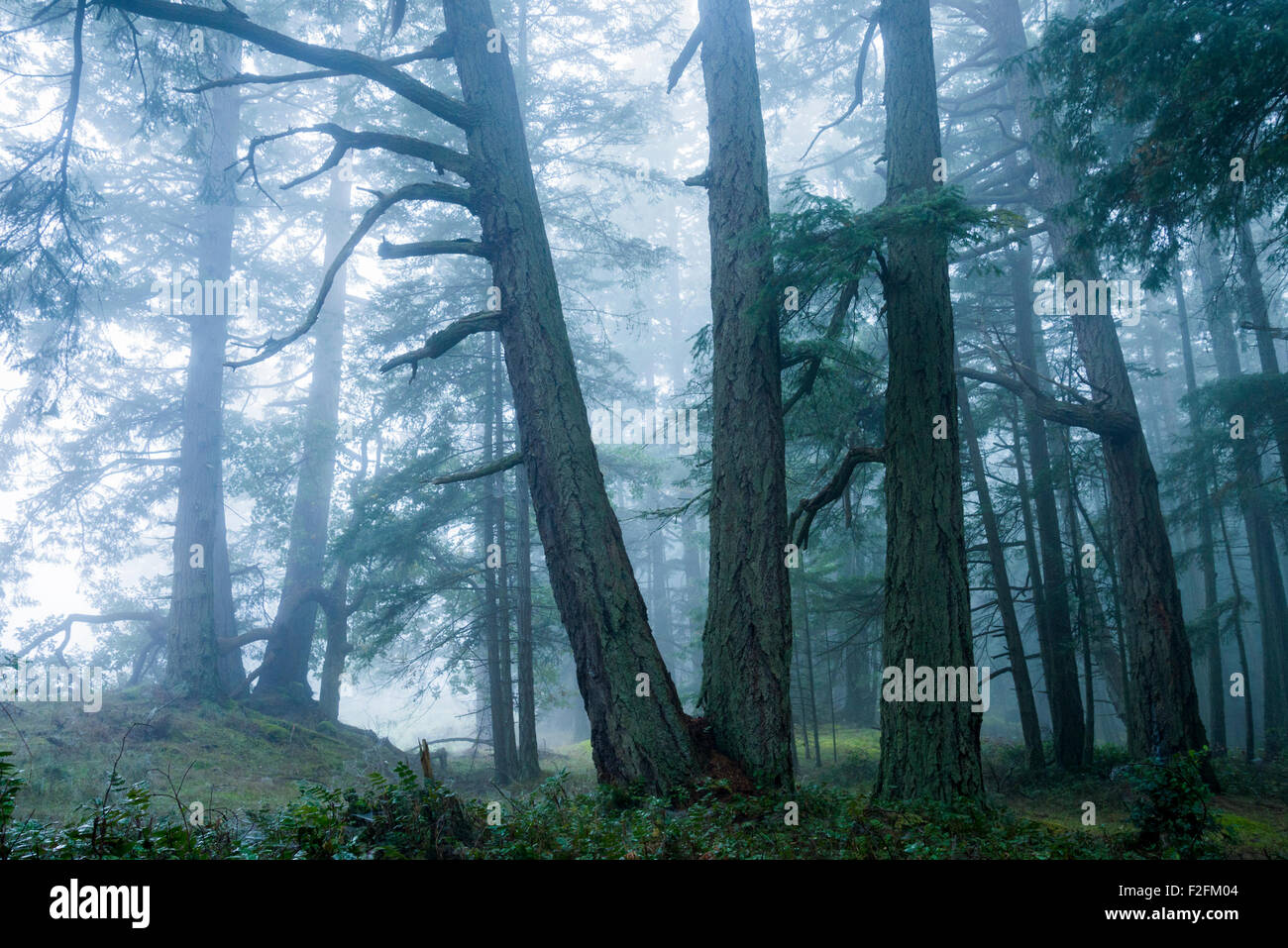 Bluffs Park, Galiano Island. British Columbia, Kanada Stockfoto