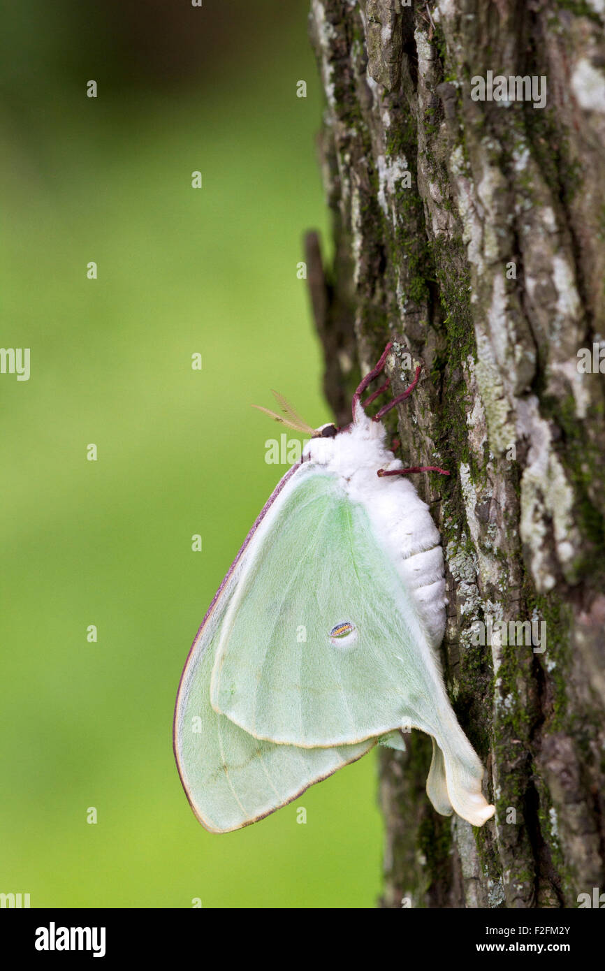 Frisch geschlüpfte Luna Moth (Actias Luna) am Baumstamm. Stockfoto
