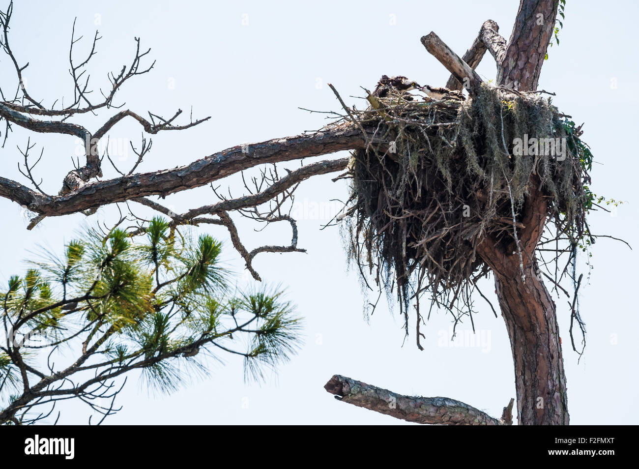 Fischadler füttert seine Jungen in einem riesigen Nest. (USA) Stockfoto