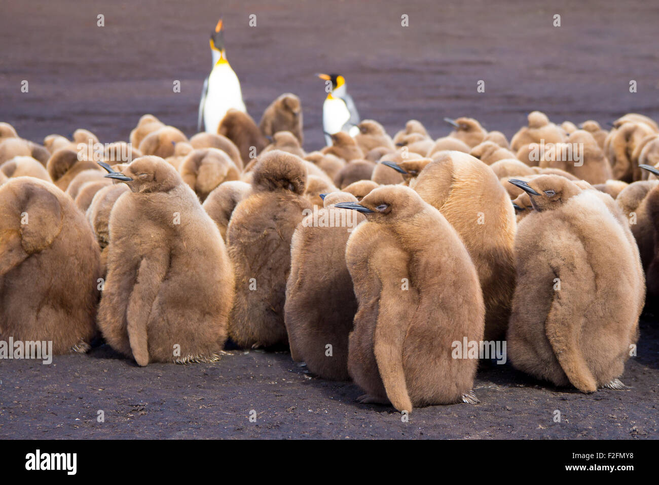 König Pinguinküken. Volunteer Point, Falkland-Inseln. Stockfoto