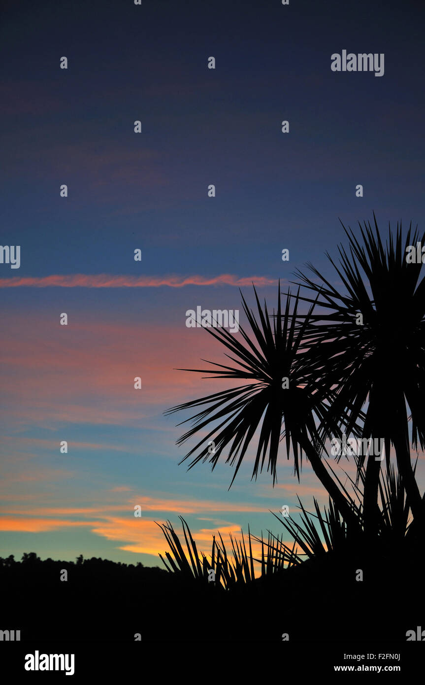 Kohl-Baum bei Sonnenuntergang, Westland, Südinsel, Neuseeland Stockfoto