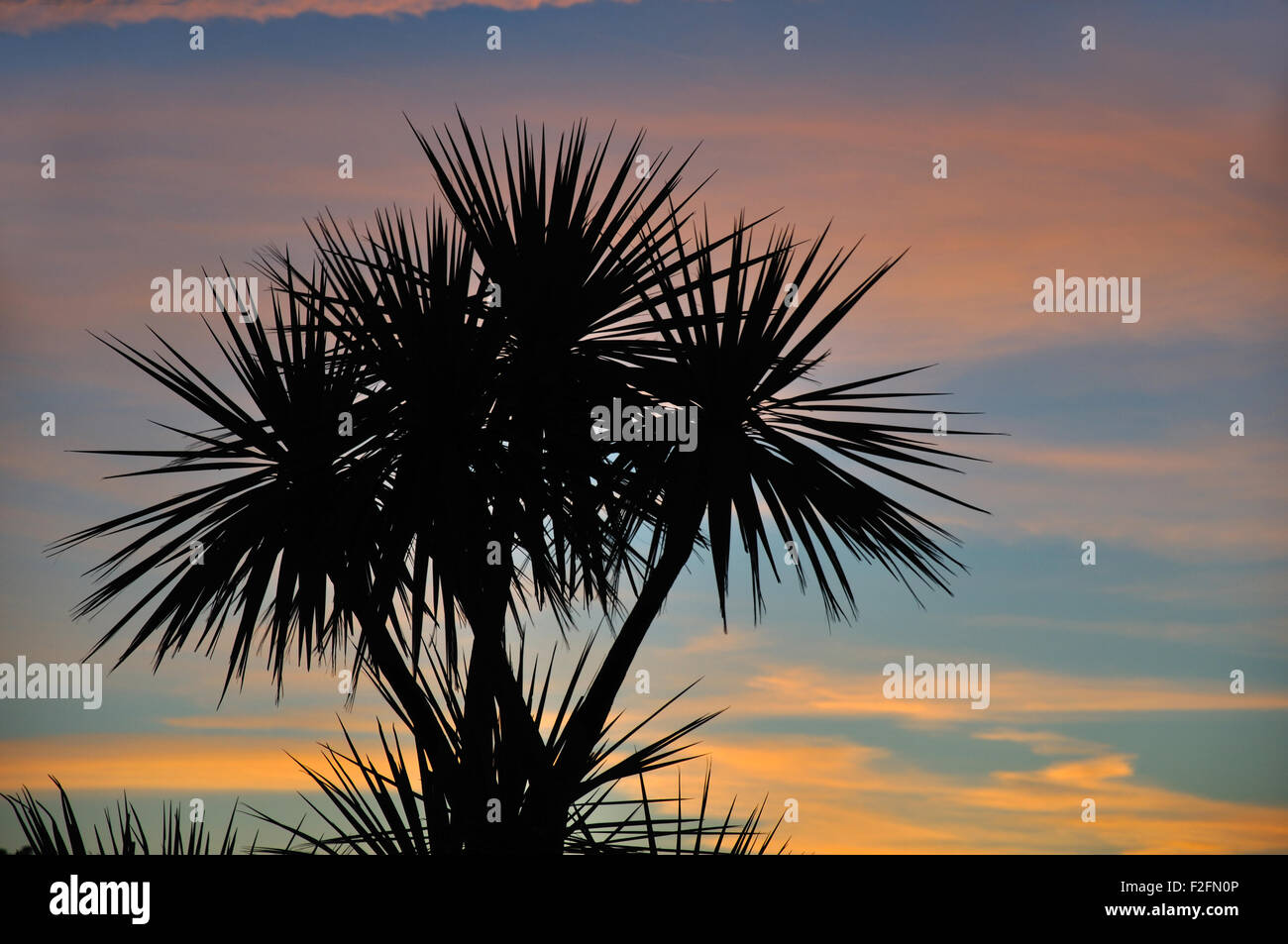 Kohl-Baum bei Sonnenuntergang, Westland, Südinsel, Neuseeland Stockfoto