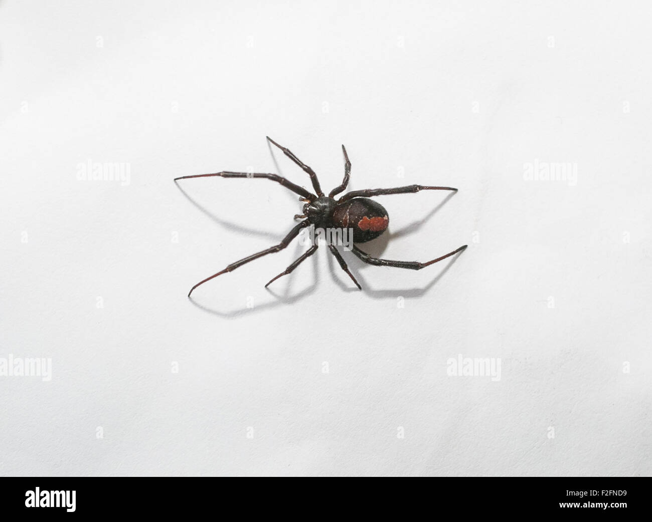 Redback Spinne, Australien Stockfoto