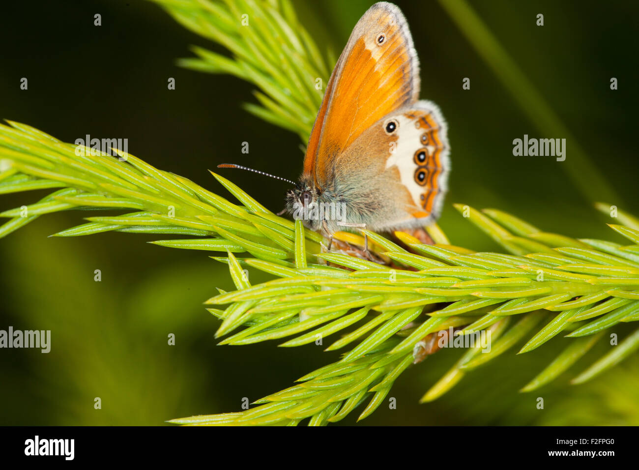 Schmetterling auf einem Ast Stockfoto