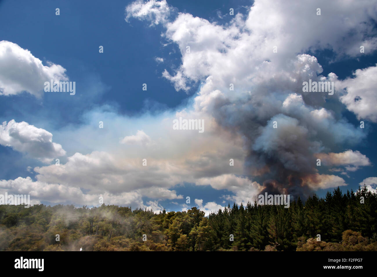 Waldbrand im Wai-o-Tapu geothermal Bereich in Rotorua, Nordinsel, Neuseeland Stockfoto
