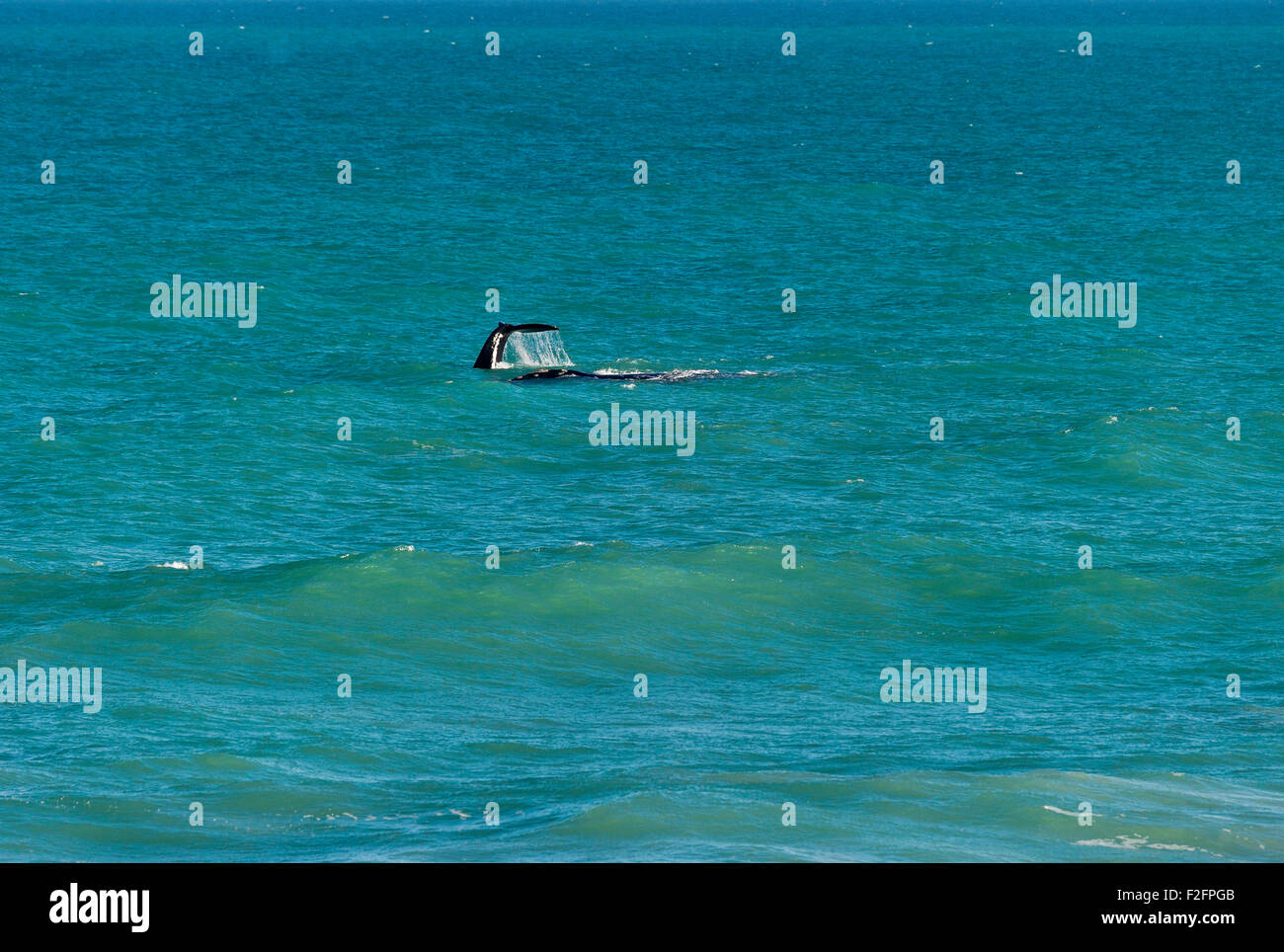 Südafrika, De Hoop Nature Reserve, südliche Glattwale Eubalaena australis Stockfoto