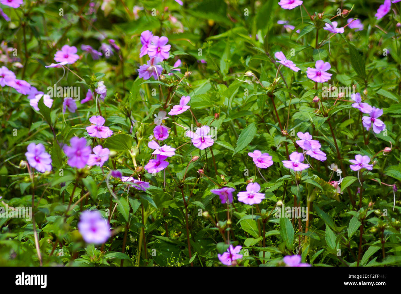Wilde lila Blüten. Stockfoto