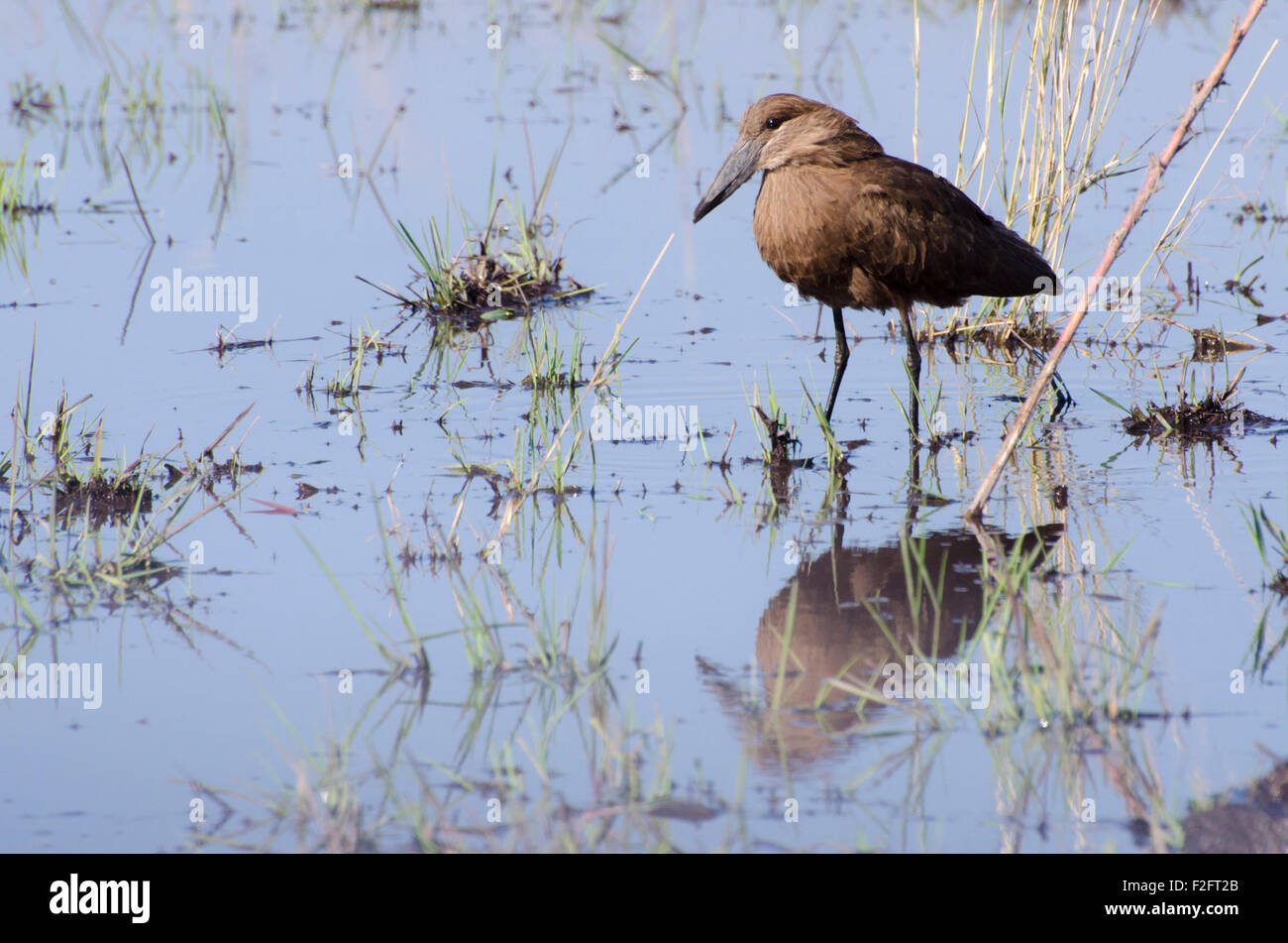 Hamerkop Vogel im Norden Namibias (Zambezi Region) Stockfoto