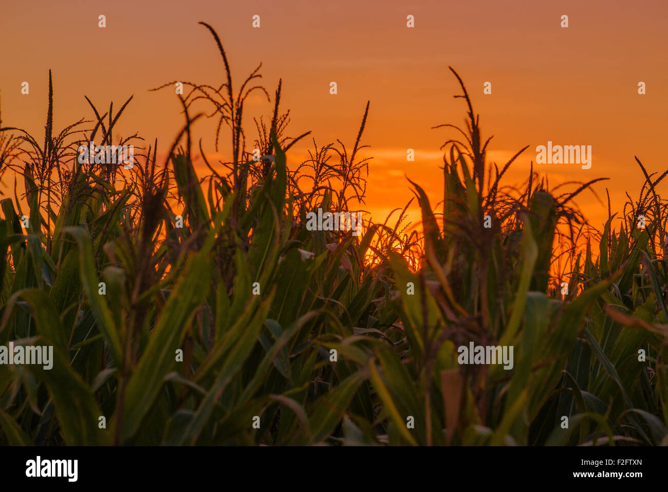Maispflanzen in Maisfeld auf kultivierten Landwirtschaft Plantage, Kornfeld gegen Sonnenuntergang. Stockfoto