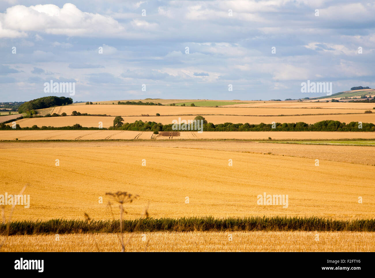 Kreide Sommerlandschaft des goldenen rollenden Ackerflächen Ansicht Nord-West aus in der Nähe von Aldbourne, Wiltshire, England, UK Stockfoto