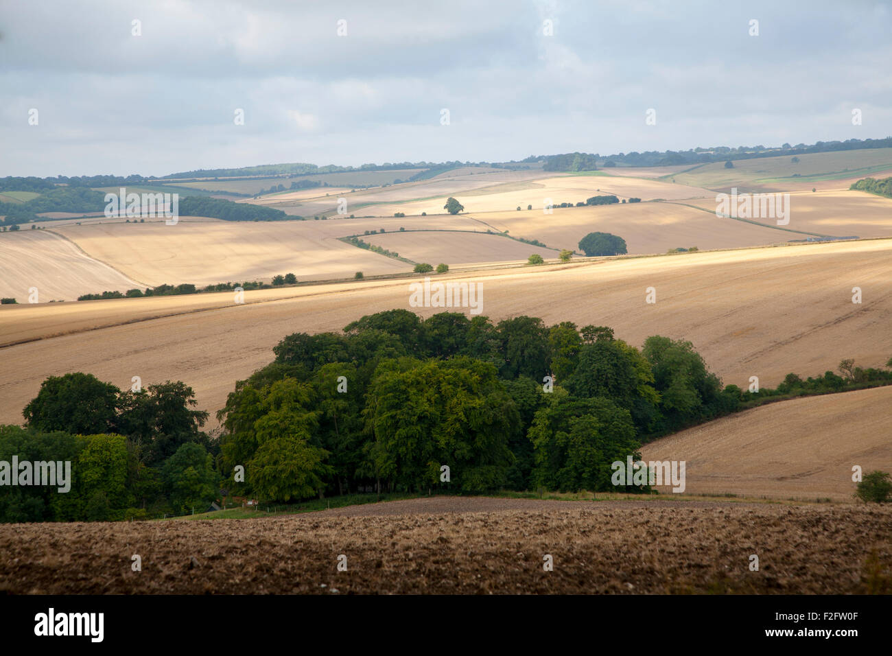 Rollende Landschaft Ackerflächen im Sommer auf Kreide Downland in der Nähe von Aldbourne, Wilsthire, England, UK Stockfoto