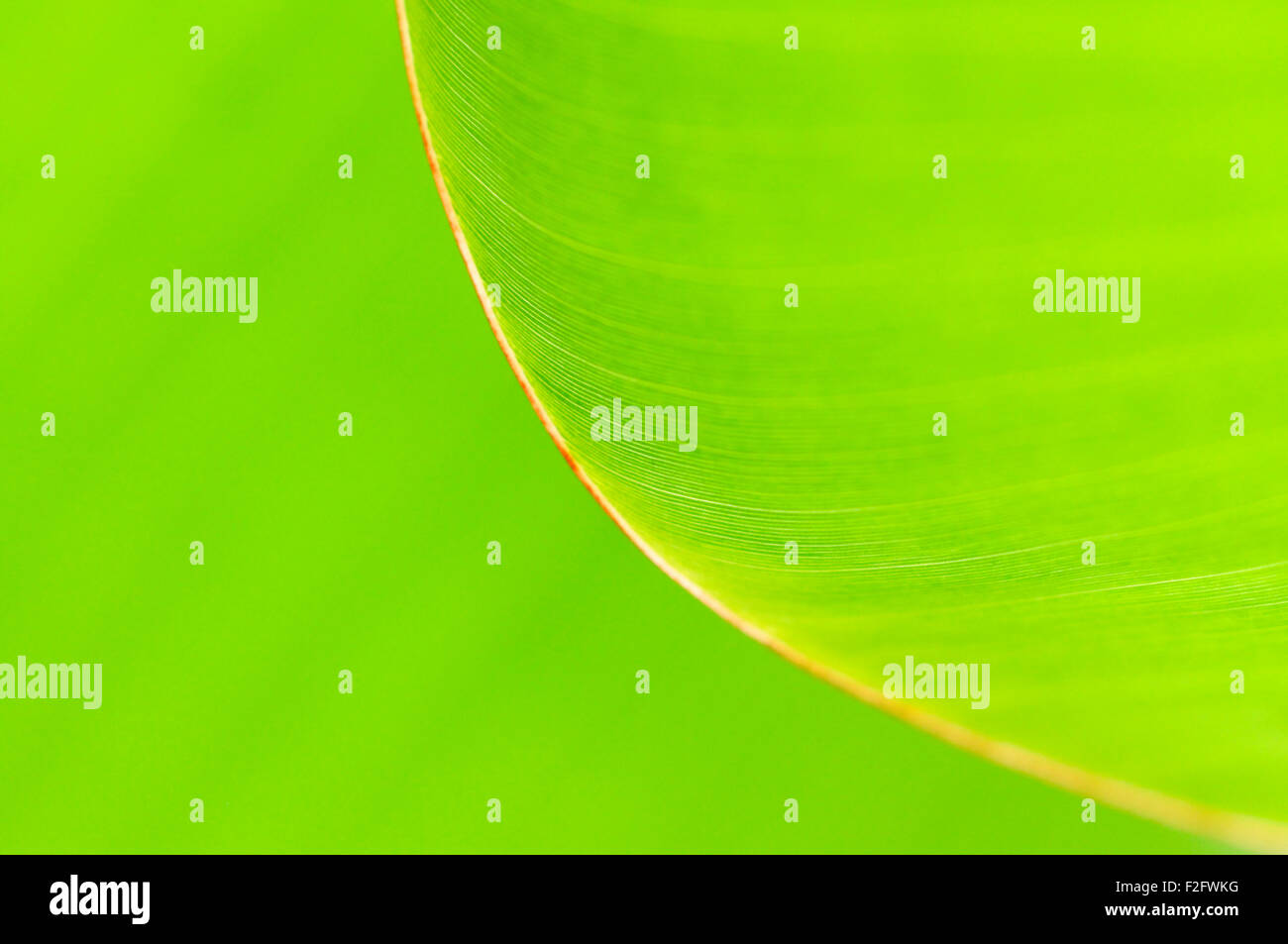 Blatt, Detail, Blattstruktur einer Banane Pflanze (Musaceae) Stockfoto