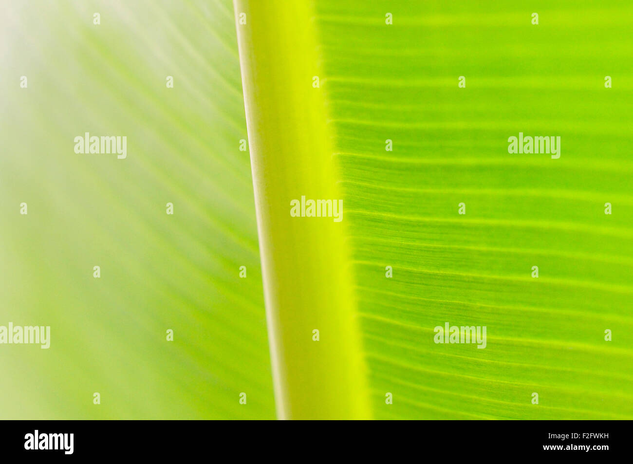 Blatt, Detail, Blattstruktur einer Banane Pflanze (Musaceae) Stockfoto