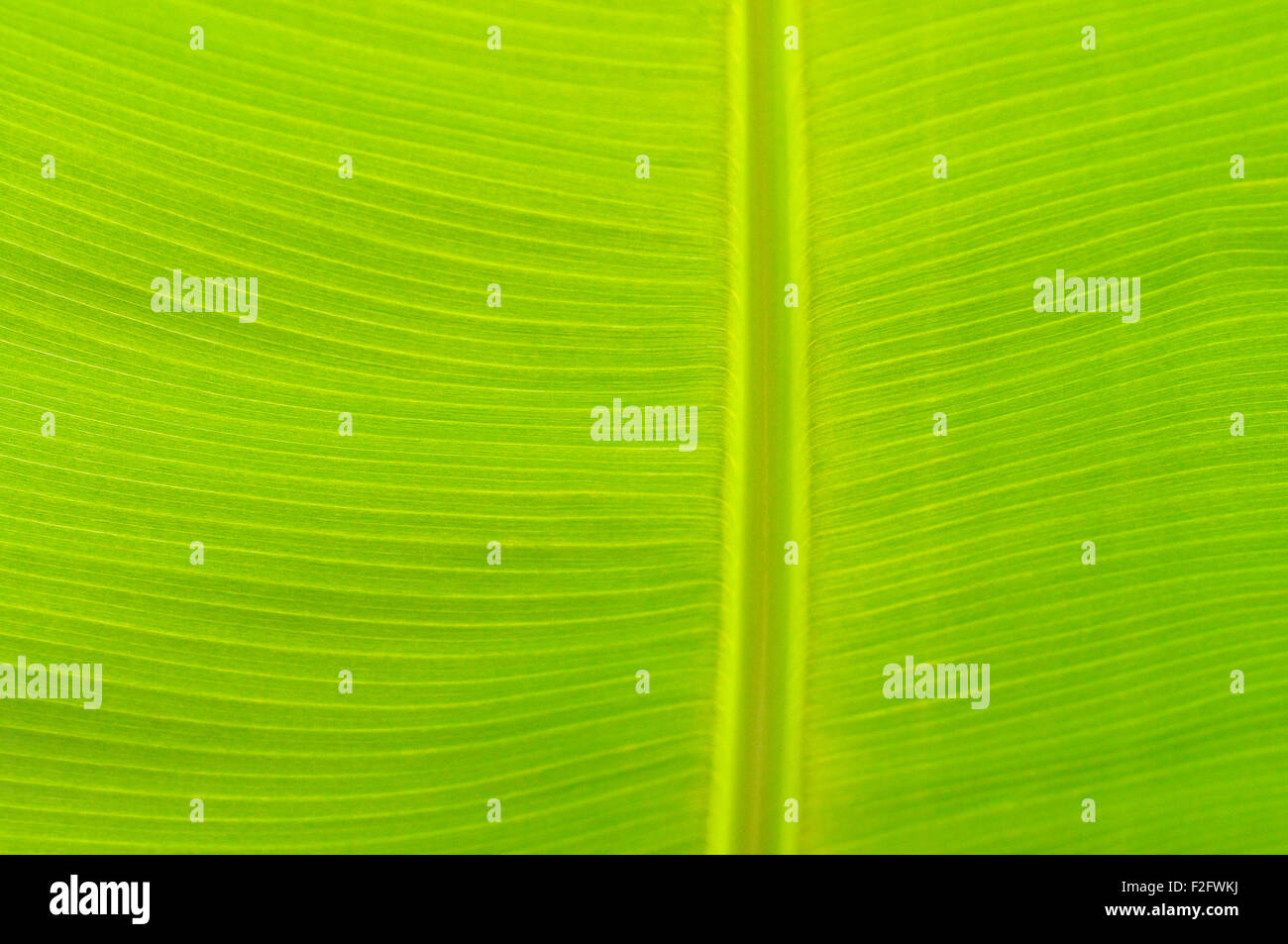 Blatt, Detail, Blattstruktur einer Banane Pflanze (Musaceae) Stockfoto