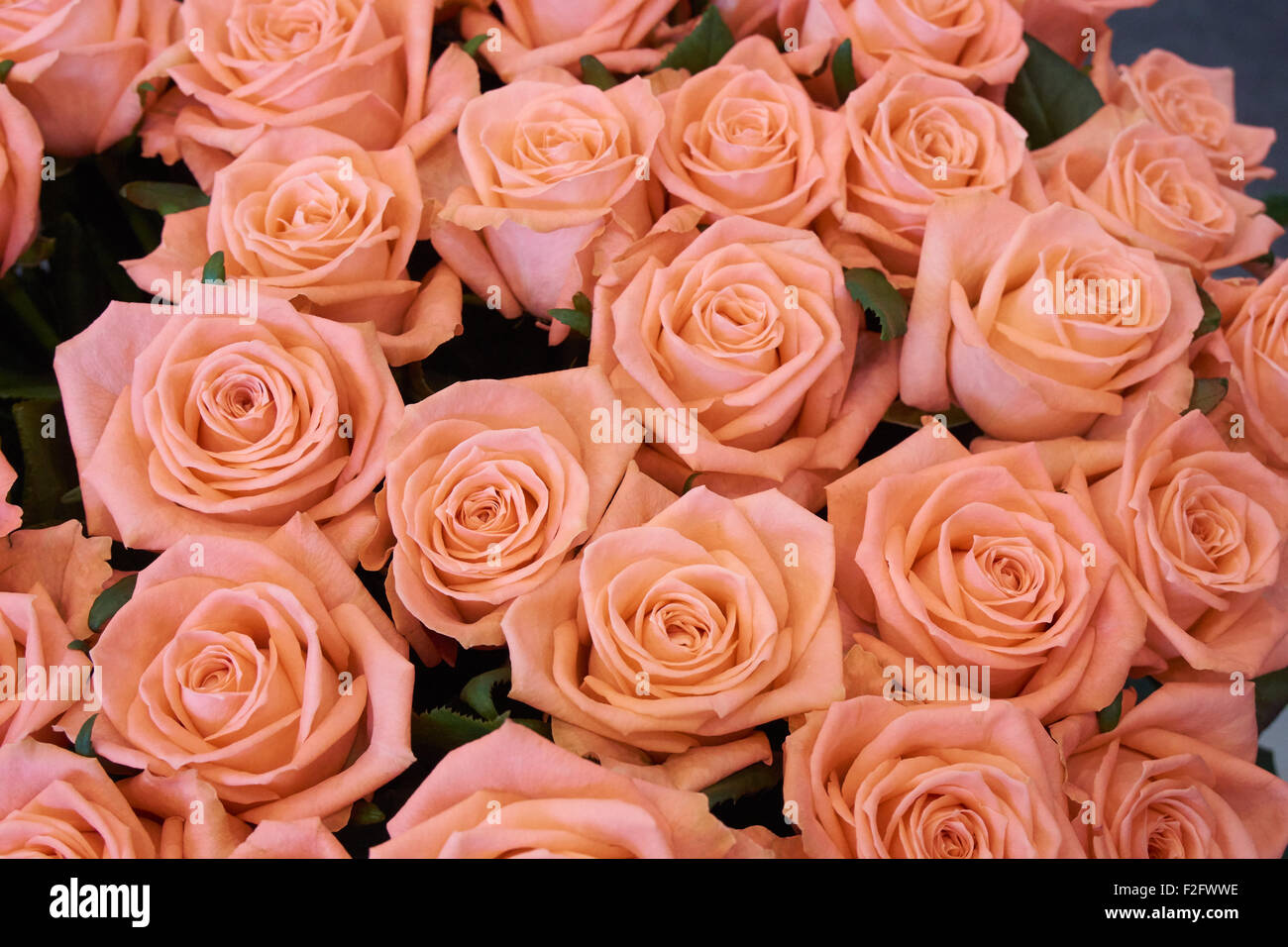 Viele schöne cremige Rosen im Hauptfeld Stockfoto