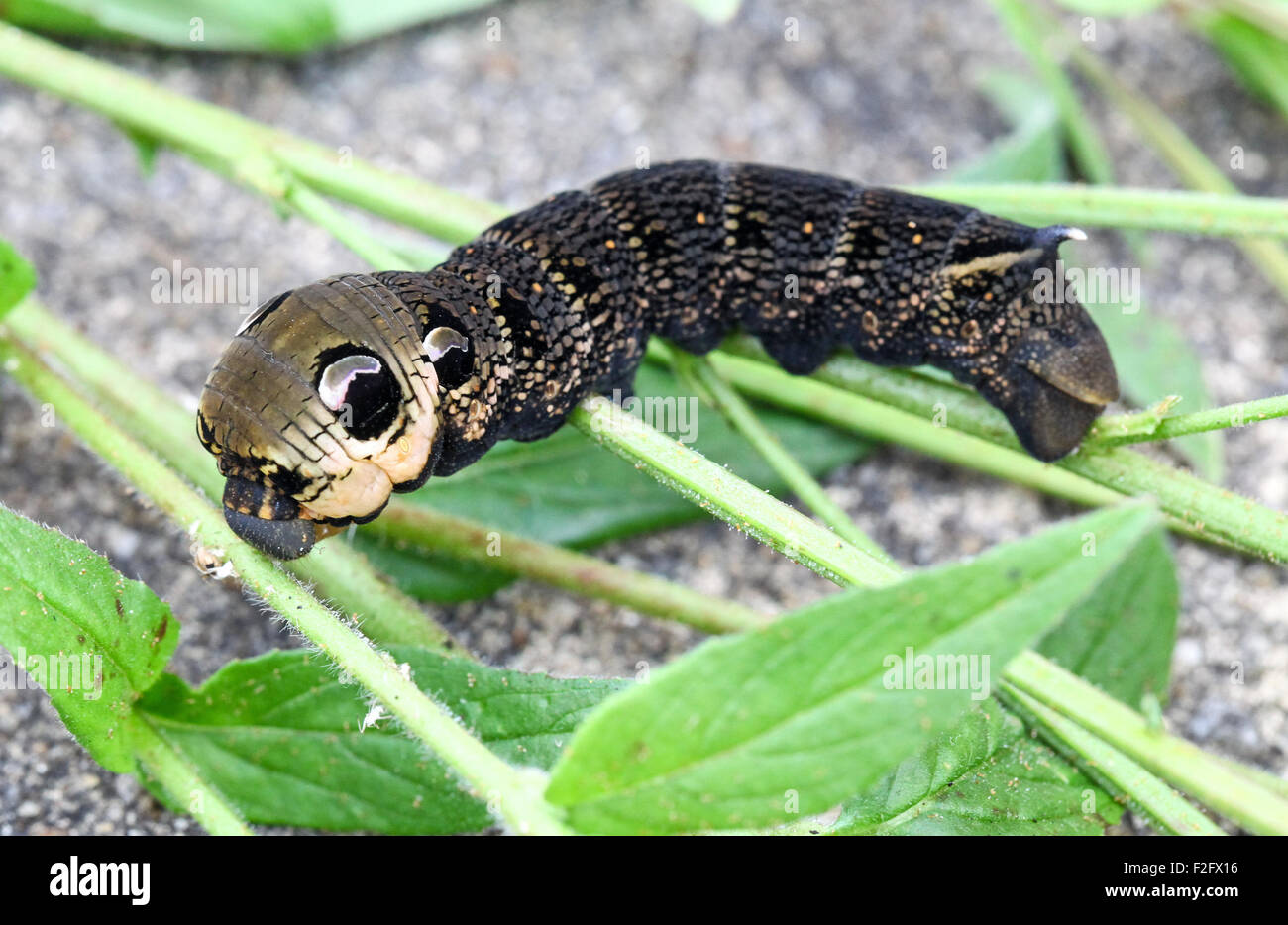 Elefant Hawk Moth caterpillar (Deilephila elpenor), England, Großbritannien Stockfoto