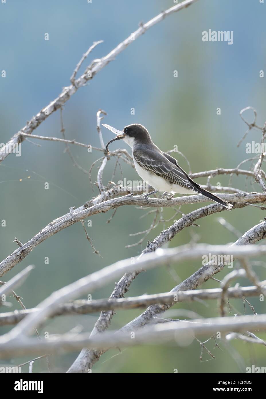 Eine östliche Kingbird (Tyrannus Tyrannus) sitzt auf einem Ast mit einer Libelle im Schnabel in Jasper, Alberta, Kanada Stockfoto