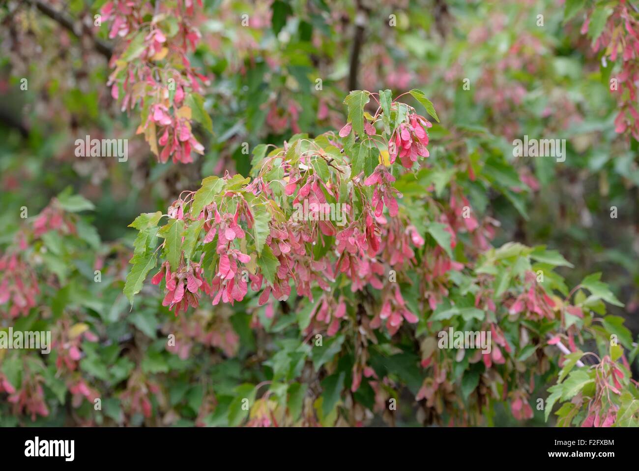 Rötlich-Rosa (Samaras) Samen und Blätter hängen von einem Ahornbaum in Kanada Stockfoto