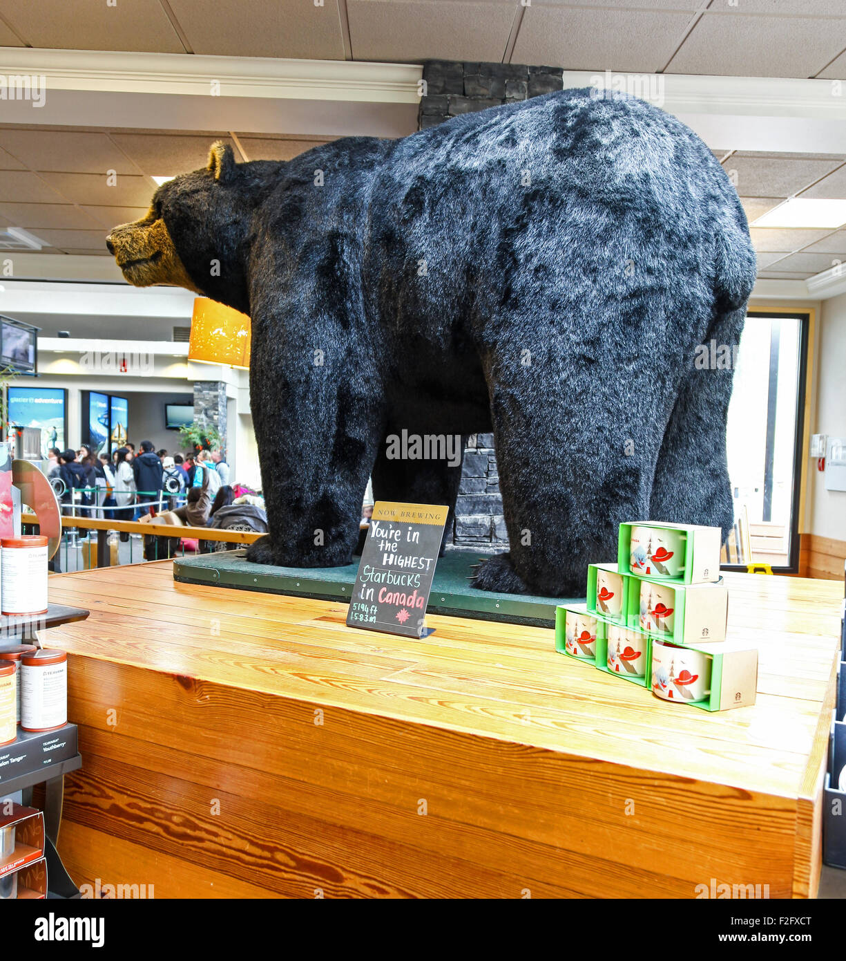 Ein Ausgestopfter schwarzer Bär in der Seilbahn oder gondelstation Starbucks Cafe am Schwefelberg Banff National Park, Alberta, Kanada Stockfoto