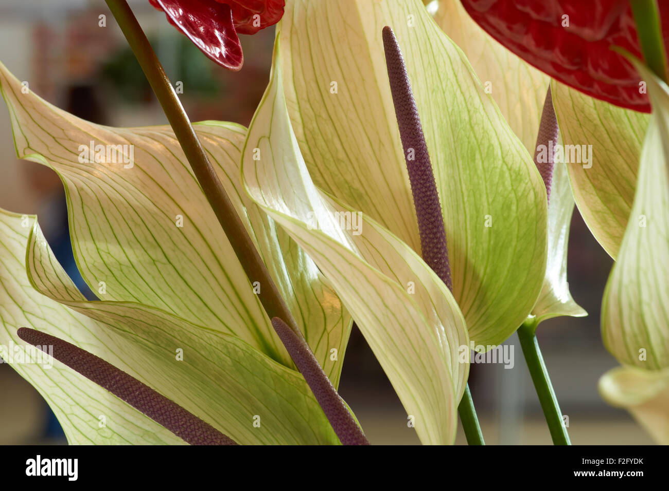 Reihe von Anthurium erschossen auf dem Hintergrund der Blume Stockfoto