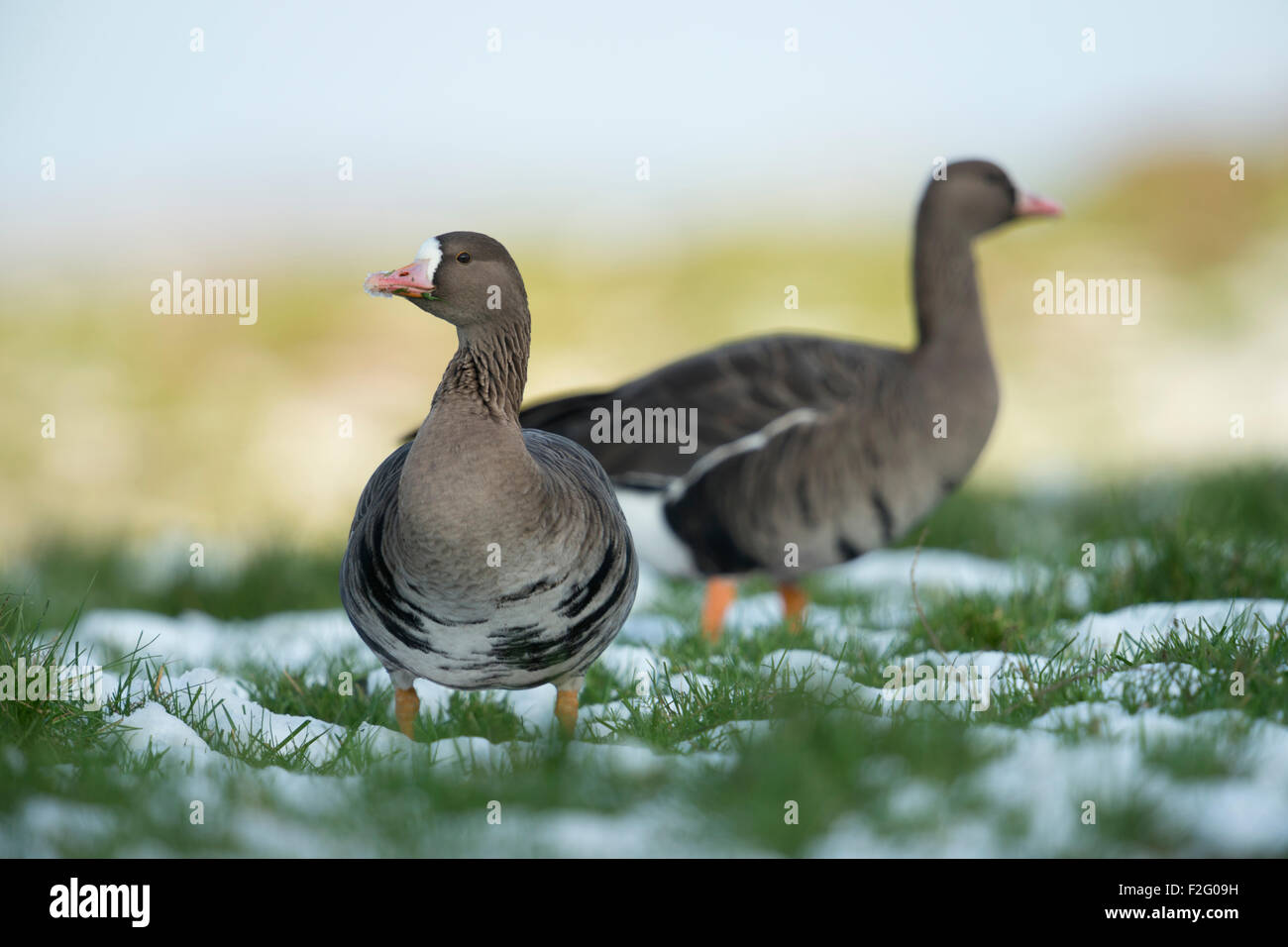 Zwei aufmerksame aussehende weiße – Blässgänse Gänse / arktische Gänse (Anser Albifrons) verbringt den Winter auf einer Wiese in Niederrhein Stockfoto