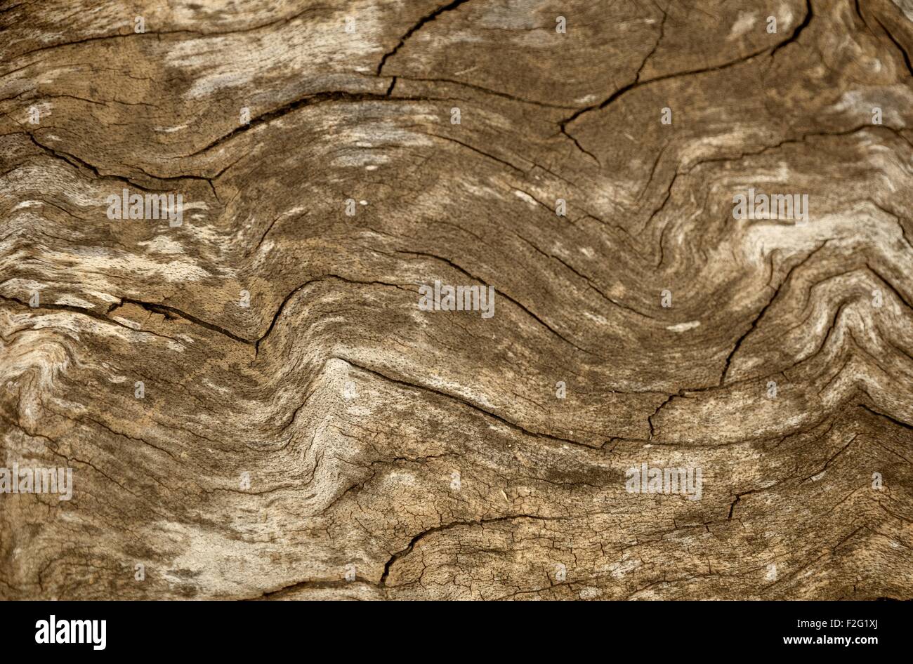 Full-Frame-abstrakte braune Holzmaserung-detail Stockfoto